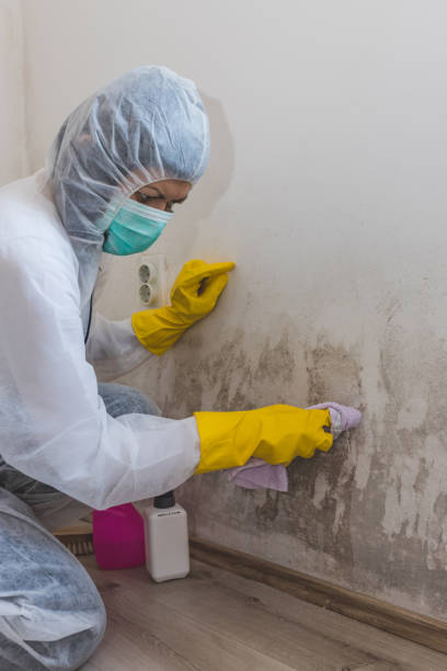 Best Mold Odor Removal Services  in Northgate, OH
